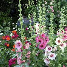 Topolovka růžová 'Simplex'