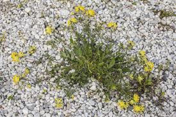 Úročník bolhoj mnoholistý - Anthyllis vulneraria ssp.polyphylla