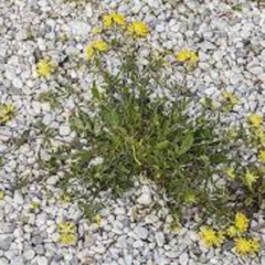 Úročník bolhoj mnoholistý - Anthyllis vulneraria ssp.polyphylla