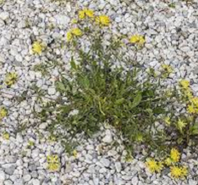 Úročník bolhoj mnoholistý - Anthyllis vulneraria ssp.polyphylla
