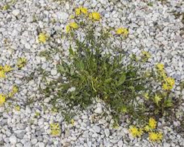 Úročník bolhoj mnoholistý