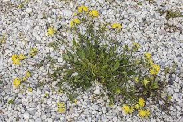 Úročník bolhoj mnoholistý - Anthyllis vulneraria ssp.polyphylla