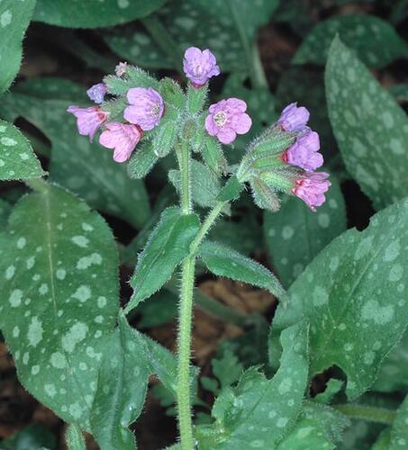 Plicník lékařský - Pulmonaria officinalis