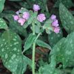 Plicník lékařský - Pulmonaria officinalis