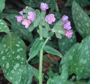 Plicník lékařský - Pulmonaria officinalis