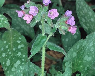 Plicník lékařský