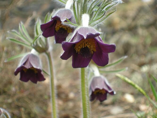 Koniklec - Pulsatilla pratensis ssp. bohemica