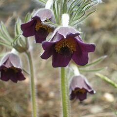 Koniklec - Pulsatilla pratensis ssp. bohemica