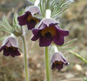 Koniklec - Pulsatilla pratensis ssp. bohemica