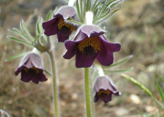 Koniklec - Pulsatilla pratensis ssp. bohemica