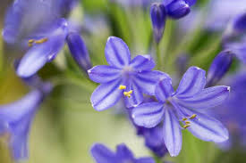 Kalokvět africký 'Brillant Blue' - Agapanthus africanus 'Brillant Blue'