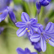 Kalokvět africký 'Brillant Blue' - Agapanthus africanus 'Brillant Blue'