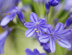 Kalokvět africký 'Brillant Blue' - Agapanthus africanus 'Brillant Blue'