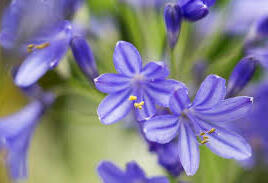 Kalokvět africký 'Brillant Blue'