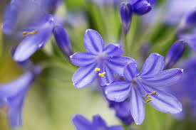 Kalokvět africký 'Brilliant Blue' - Agapanthus africanus 'Brilliant Blue'