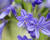 Kalokvět africký 'Brillant Blue'