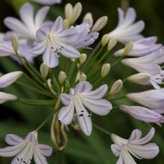 Kalokvět africký 'Silver Baby' - Agapanthus africanus 'Silver Baby'