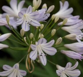 Kalokvět africký 'Silver Baby' - Agapanthus africanus 'Silver Baby'