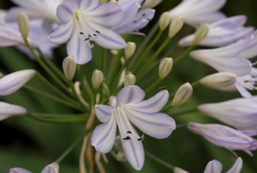 Kalokvět africký 'Silver Baby' - Agapanthus africanus 'Silver Baby'