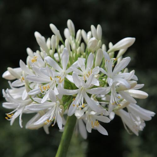 Kalokvět africký 'Starbus White' - Agapanthus africanus 'Starbus White'