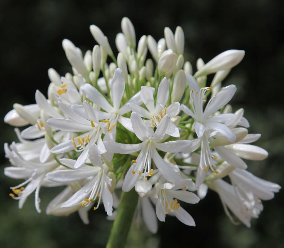 Kalokvět africký 'Starbus White' - Agapanthus africanus 'Starbus White'