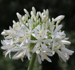 Kalokvět africký 'Starbus White' - Agapanthus africanus 'Starbus White'