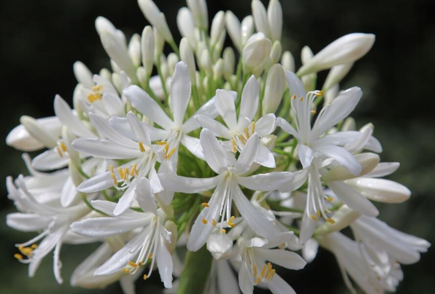 Kalokvět africký 'Starbus White' - Agapanthus africanus 'Starbus White'