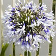 Kalokvět africký 'Twister' - Agapanthus africanus 'Twister'