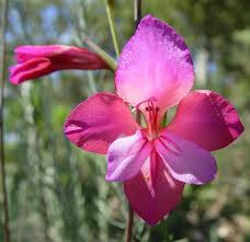 Mečík ilyrský - Gladiolus illyricus