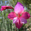 Mečík ilyrský - Gladiolus illyricus