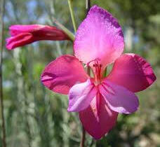 Mečík ilyrský - Gladiolus illyricus