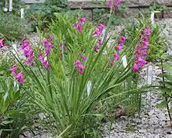 Mečík ilyrský - Gladiolus illyricus