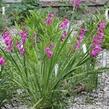 Mečík ilyrský - Gladiolus illyricus