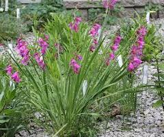 Mečík ilyrský - Gladiolus illyricus