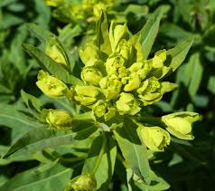 Pryšec kosmatý - Euphorbia illirica