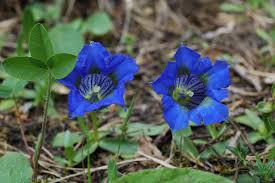 Hořec úzkolistý - Gentiana angustifolia