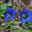 Hořec úzkolistý - Gentiana angustifolia