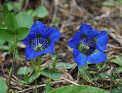 Hořec úzkolistý - Gentiana angustifolia