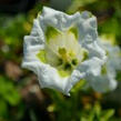 Hořec úzkolistý 'Alba' - Gentiana angustifolia 'Alba'