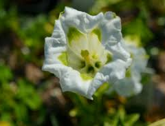 Hořec úzkolistý 'Alba' - Gentiana angustifolia 'Alba'