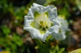 Hořec úzkolistý 'Alba' - Gentiana angustifolia 'Alba'