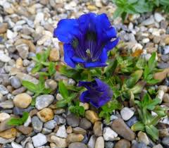 Hořec západní - Gentiana occidentalis