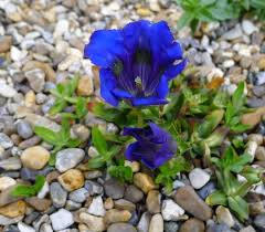 Hořec západní - Gentiana occidentalis
