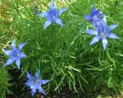 Hořec podivný - Gentiana paradoxa