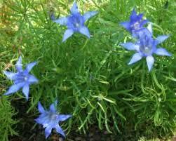 Hořec podivný - Gentiana paradoxa
