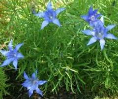 Hořec podivný - Gentiana paradoxa