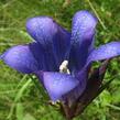 Hořec hořepník - Gentiana pneumonanthe