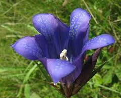 Hořec hořepník - Gentiana pneumonanthe