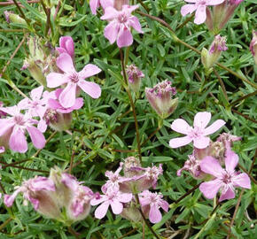 Mydlice trsnatá - Saponaria caespitosa