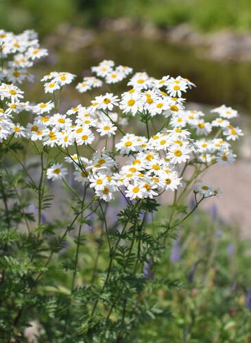 Řimbaba chocholičnatá - Tanacetum corymbosum